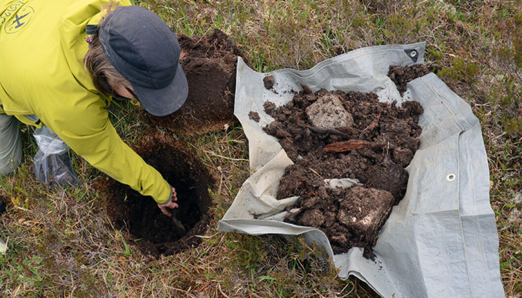 Forsker Malin Andersson graver seg ned til forvitret berg for å ta en jordprøve. (Foto: Gudmund Løvø, NGU) Forsker Malin Andersson graver seg ned til forvitret berg for å ta en jordprøve. (Foto: Gudmund Løvø, NGU)