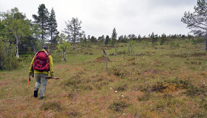 Forskerne beveger seg mye i terrenget for å finne stedene de skal ta prøvene. De tar én prøve innenfor et kvadrat på seks ganger seks kilometer. (Foto: Gudmund Løvø, NGU) Forskerne beveger seg mye i terrenget for å finne stedene de skal ta prøvene. De tar én prøve innenfor et kvadrat på seks ganger seks kilometer. (Foto: Gudmund Løvø, NGU)