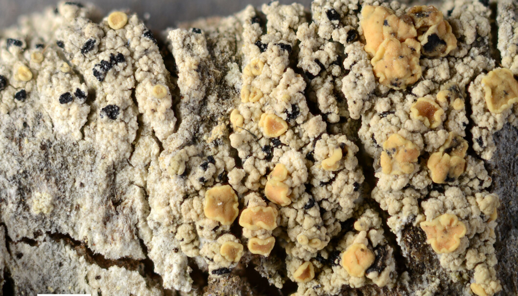 Clistomum piceicola er ein nyoppdaga lavart. Han veks truleg berre i skogar med ekstremt gamle trær, seier forskar. (Foto: E. Timdal) Clistomum piceicola er ein nyoppdaga lavart. Han veks truleg berre i skogar med ekstremt gamle trær, seier forskar. (Foto: E. Timdal)