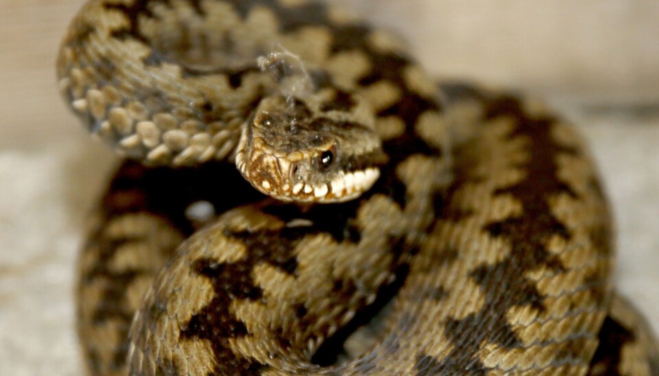 Hoggorm er en av tre ormer i norsk fauna og den eneste giftige slangen. Hoggormen er fredet i Norge, men ikke utrydningstruet. (Foto: Cornelius Poppe / NTB scanpix)