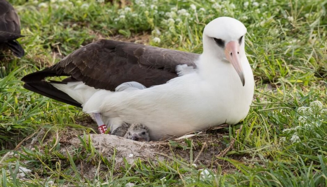 Albatrossen Wisdom har igjen vendt tilbake til sitt faste ynglested og lagt et egg. I en alder av 67 år er hun den eldste dokumenterte fuglen som yngler i det fri. Her ser vi henne med en nyutklekket unge i februar 2017, altså forrige gang hun ynglet. (Foto: USFWS – Pacific Region) Albatrossen Wisdom har igjen vendt tilbake til sitt faste ynglested og lagt et egg. I en alder av 67 år er hun den eldste dokumenterte fuglen som yngler i det fri. Her ser vi henne med en nyutklekket unge i februar 2017, altså forrige gang hun ynglet. (Foto: USFWS – Pacific Region)