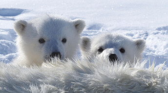 Mer miljøgifter i isbjørn som lever nær Russland