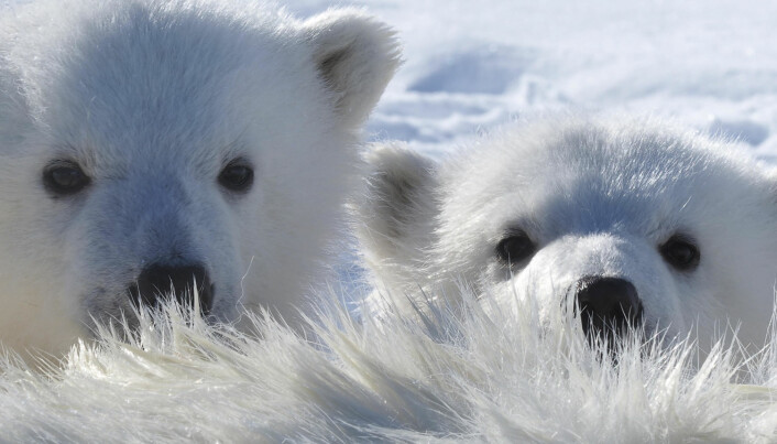 Mer miljøgifter i isbjørn som lever nær Russland