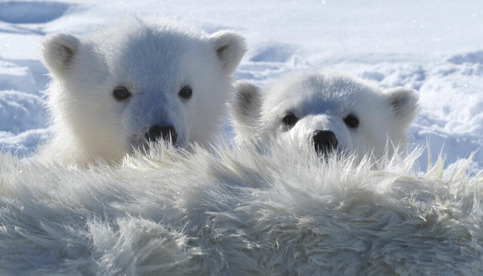 Isbjørn en av de arktiske artene som har høyest nivåer av miljøgifter i seg, og isbjørn i Barentshavet er blant de mest forurensede bjørner i Arktis. (Foto: Jon Aars, Norsk Polarinstitutt)