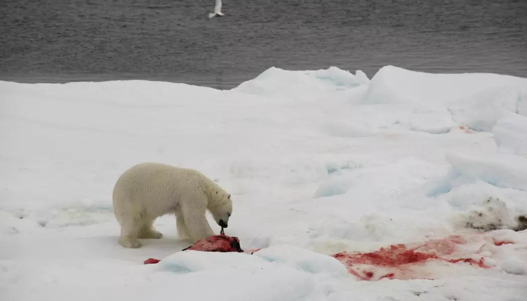Isbjørn er øverst i næringskjeden, og den spiser helst sel, som også troner høyt i næringskjeden. Jo mer sel isbjørn spiser, jo mer blir den eksponert for miljøgifter. På bildet ser vi en isbjørn forsyne seg av en sel. (Foto: Angelika Renner, Norsk Polarinstitutt)