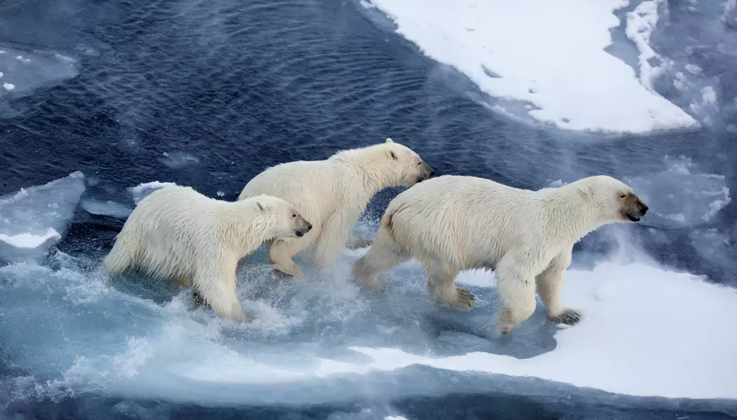 Vandring over store områder er energikrevende for isbjørn, og disse bjørnene trenger mer å spise enn de som holder seg på land over sommeren. Da blir også inntak av miljøgifter høyere. (Foto: Jon Aars, Norsk Polarinstitutt)
