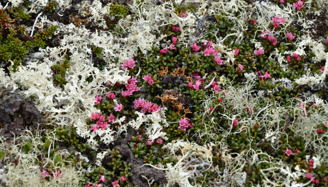 Hjerkinn er et høyfjellsområde med mye lyng og lav og det tar lang tid for vegetasjonen å etablere seg, men de metodene som brukes i Hjerkinn PRO gjør at det går raskere. (Foto: Dagmar Hagen) Hjerkinn er et høyfjellsområde med mye lyng og lav og det tar lang tid for vegetasjonen å etablere seg, men de metodene som brukes i Hjerkinn PRO gjør at det går raskere. (Foto: Dagmar Hagen)