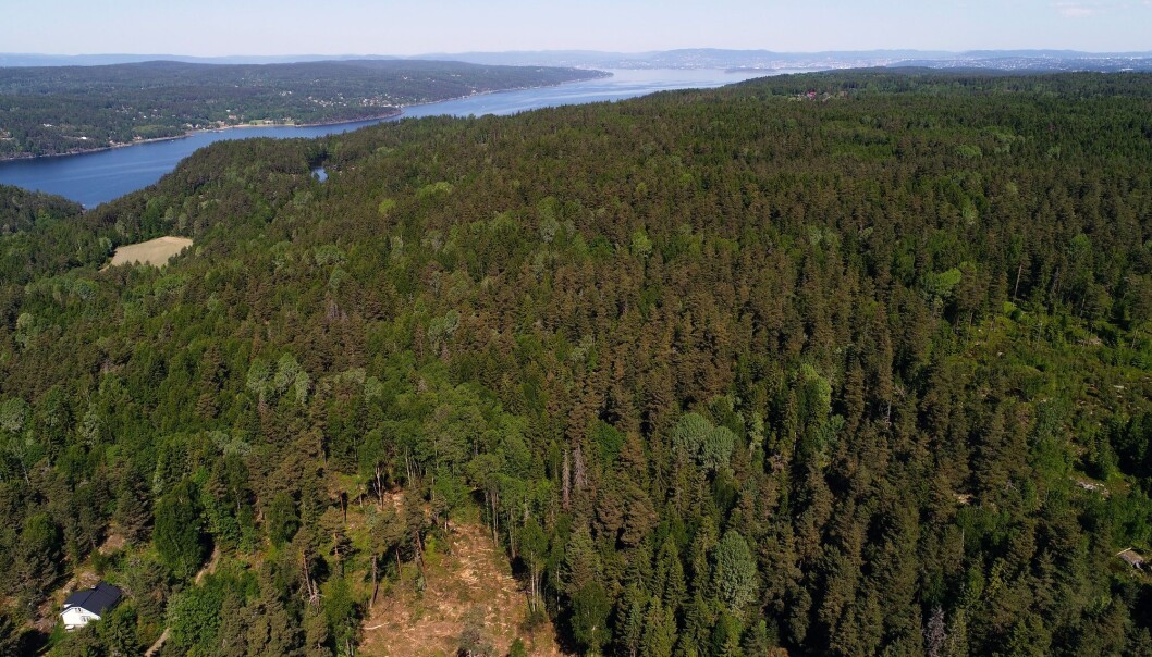 Det er ikke bare branner som truer norske skoger. Barkbillene kan også bli plagsomme dersom de klarer å formere seg nok. (Foto: Cornelius Poppe / NTB scanpix) Det er ikke bare branner som truer norske skoger. Barkbillene kan også bli plagsomme dersom de klarer å formere seg nok. (Foto: Cornelius Poppe / NTB scanpix)