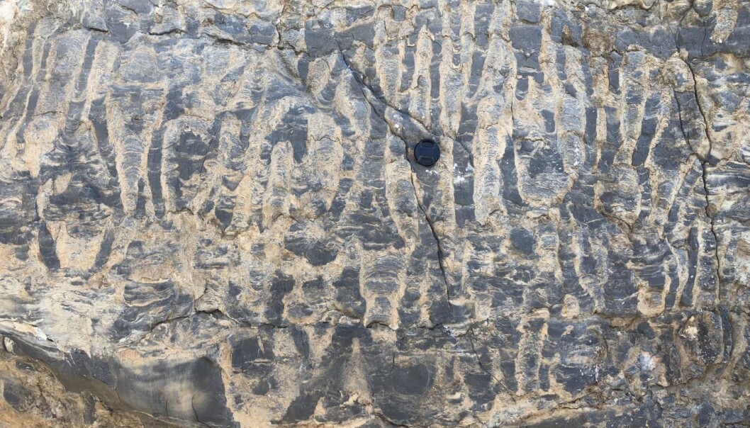 Det finnes ikke mange fossiler av bakterier. Disse stromatolittene fra Namibia er noen av de få som er oppdaget. (Foto: Woodward Fischer, California Institute of Technology.) Det finnes ikke mange fossiler av bakterier. Disse stromatolittene fra Namibia er noen av de få som er oppdaget. (Foto: Woodward Fischer, California Institute of Technology.)