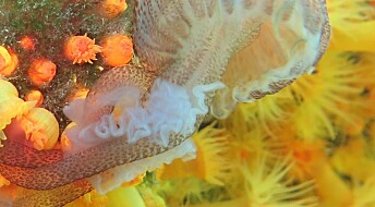 Se koraller spise en manet