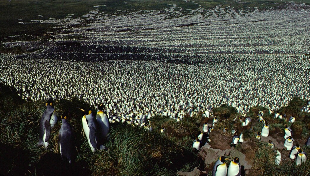 Bildet er fra 1982. Nå har pingvinbestanden på Ile aux Cochon, midt mellom Sør-Afrika og Antarktis, kollapset. (Foto: AFP, CNRS, Henri Weimerskirch, NTB Scanpix) Bildet er fra 1982. Nå har pingvinbestanden på Ile aux Cochon, midt mellom Sør-Afrika og Antarktis, kollapset. (Foto: AFP, CNRS, Henri Weimerskirch, NTB Scanpix)