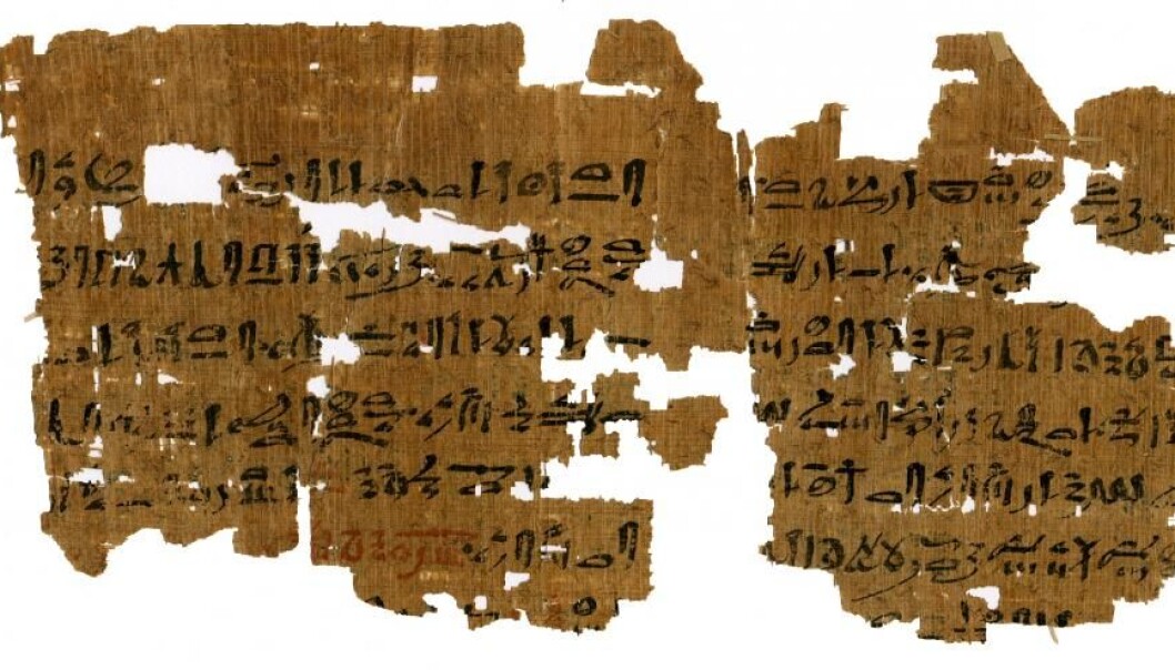 Baksiden av denne 3500 år gamle papyrusen handler om graviditet. Teksten forteller hvordan man bestemmer barnets kjønn ved å tisse i poser med bygg og hvete. (Foto: Københavns Universitet/Papyrus Carlsberg Samlingen) Baksiden av denne 3500 år gamle papyrusen handler om graviditet. Teksten forteller hvordan man bestemmer barnets kjønn ved å tisse i poser med bygg og hvete. (Foto: Københavns Universitet/Papyrus Carlsberg Samlingen)