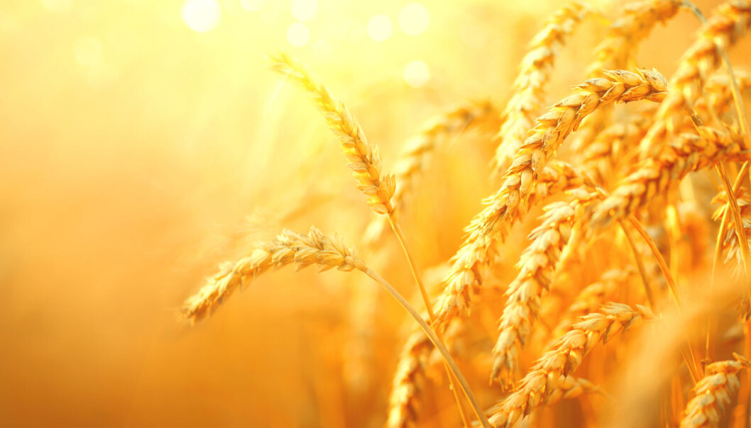 Det er faktisk umulig å se på en plante som denne hveten om den er mutert etter en gammel eller ny metode. Likevel blir nye metoder nå strengt regulert. (Foto: Subbotina Anna / Shutterstock / NTB scanpix) Det er faktisk umulig å se på en plante som denne hveten om den er mutert etter en gammel eller ny metode. Likevel blir nye metoder nå strengt regulert. (Foto: Subbotina Anna / Shutterstock / NTB scanpix)