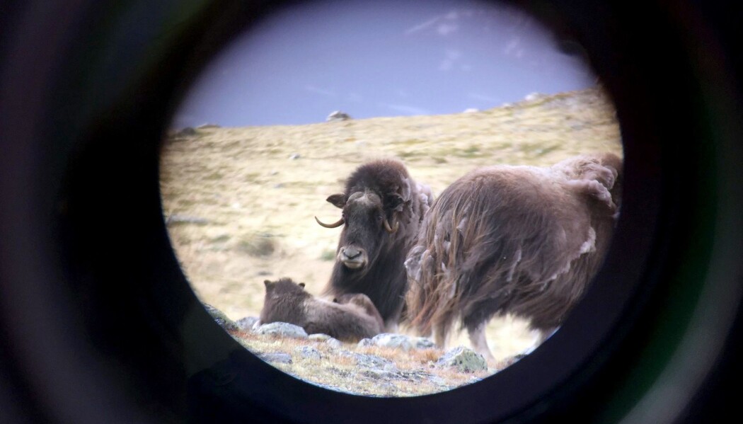 Safarituristene ble stumme av begeistring da de fikk øye på en moskusfamilie i guidens teleskop. (Foto: Hilde Nikoline Hambro Dybsand) Safarituristene ble stumme av begeistring da de fikk øye på en moskusfamilie i guidens teleskop. (Foto: Hilde Nikoline Hambro Dybsand)