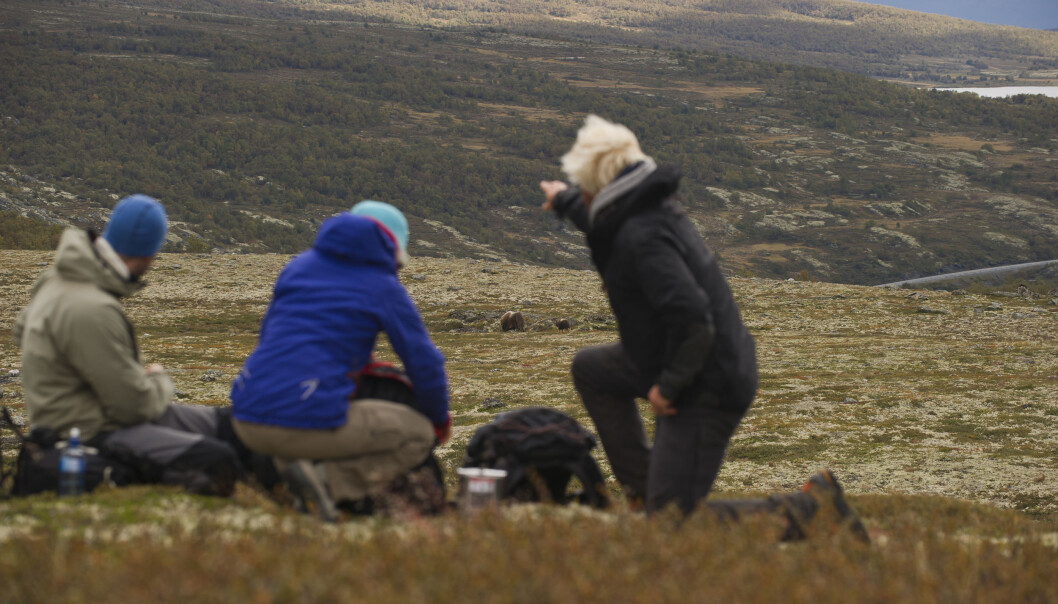 Juli og august er høysesong for moskussafari på Dovre. (Foto: CH – Visitnorway.com) Juli og august er høysesong for moskussafari på Dovre. (Foto: CH – Visitnorway.com)