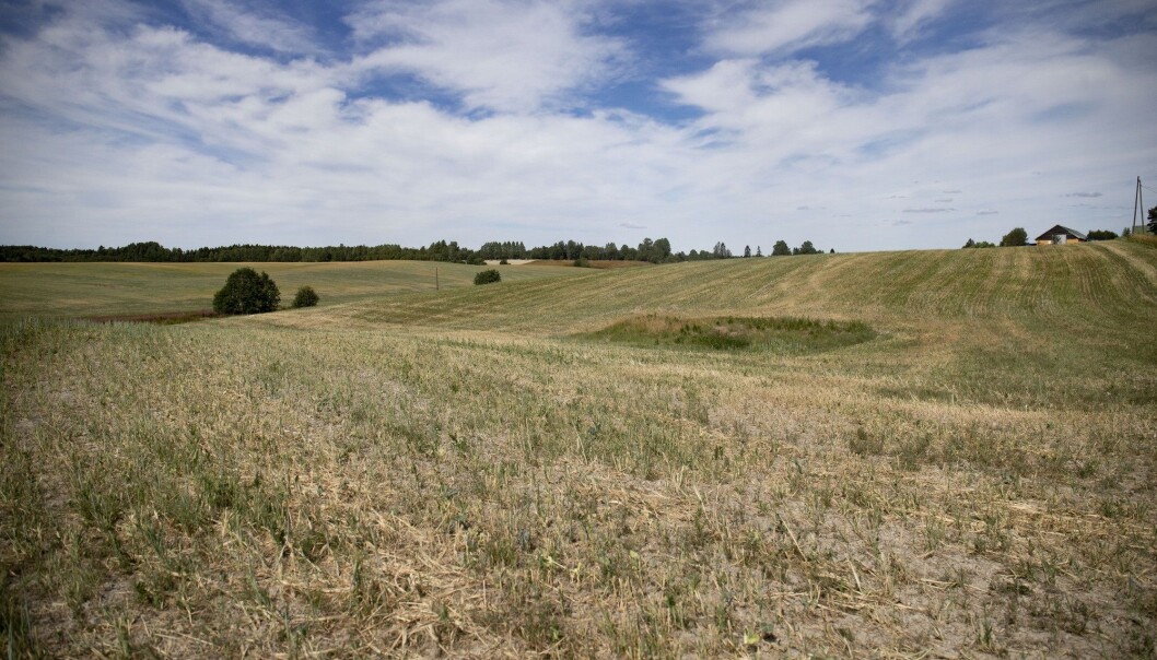 En glissen åker på Algarheim i Akershus. Mange norske bønder er hardt rammet av tørken i sommer. Onsdag ble det klart at juli måned var den nest tørreste i Norge siden målingene begynte. Tidligere har kun én annen julimåned vært like varm. (Foto: Fredrik Hagen, NTB scanpix) En glissen åker på Algarheim i Akershus. Mange norske bønder er hardt rammet av tørken i sommer. Onsdag ble det klart at juli måned var den nest tørreste i Norge siden målingene begynte. Tidligere har kun én annen julimåned vært like varm. (Foto: Fredrik Hagen, NTB scanpix)