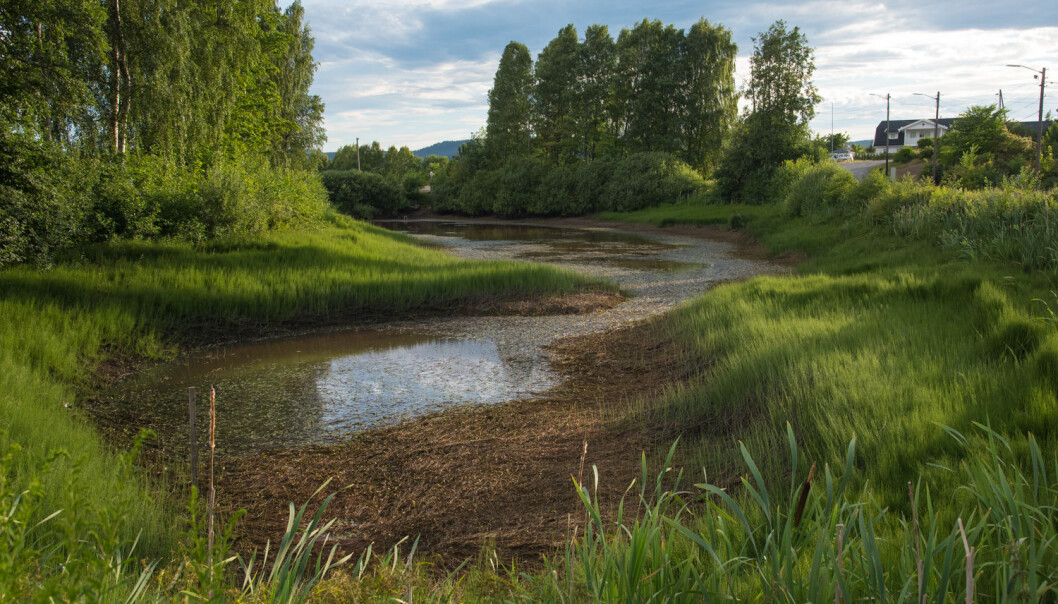 En nedtappet Lahelldammen i juli 2018 pga. vann til vanning av en salatåker. Kantene har blitt en «elvesnellesump» som er et svært dårlig egnet som leveområde for salamanderlarvene. (Foto Børre K. Dervo, NINA) En nedtappet Lahelldammen i juli 2018 pga. vann til vanning av en salatåker. Kantene har blitt en «elvesnellesump» som er et svært dårlig egnet som leveområde for salamanderlarvene. (Foto Børre K. Dervo, NINA)