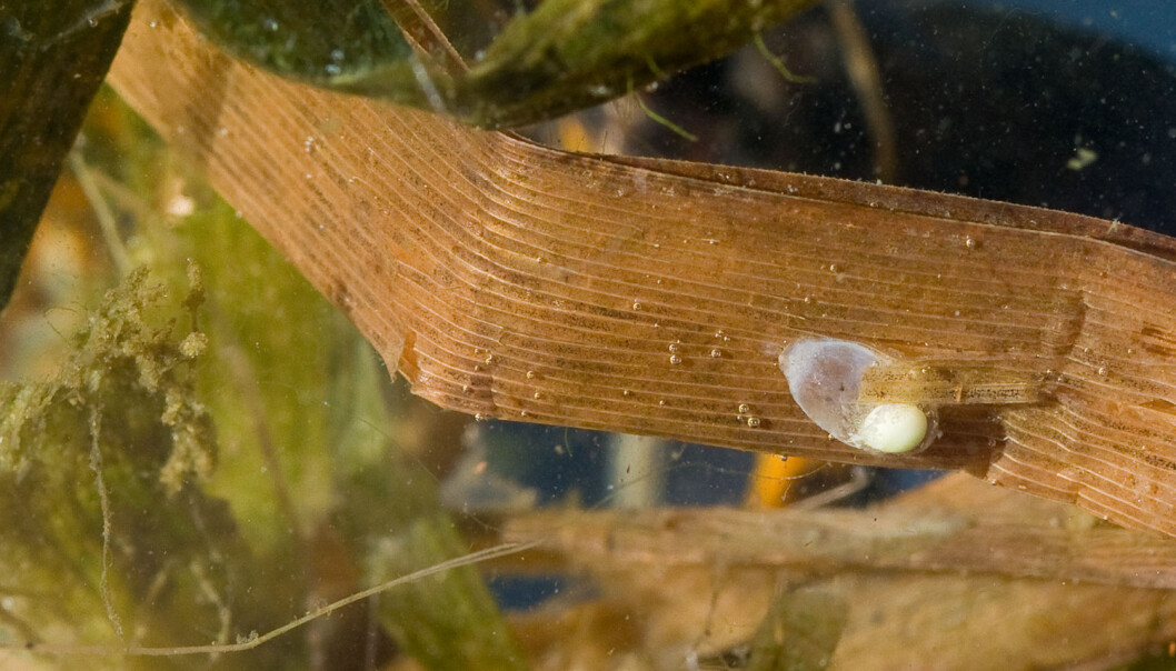 Eggene til storsalamanderen tørker ut når vannet tappes ned. En nedtapping på rundt 5 cm per døgn er nok til å tørrlegge de fleste eggene. (Foto Børre K. Dervo, NINA) Eggene til storsalamanderen tørker ut når vannet tappes ned. En nedtapping på rundt 5 cm per døgn er nok til å tørrlegge de fleste eggene. (Foto Børre K. Dervo, NINA)