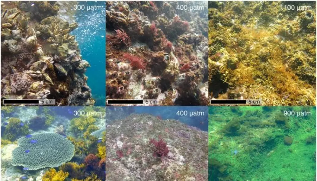 Bildene viser forskjellene i de marine samfunnene på steder hvor nivået av CO2 i vannet var på 300, 400, 900 og 1100 µatm. (Bildet er brukt med tillatelse fra Nature Publishing group).