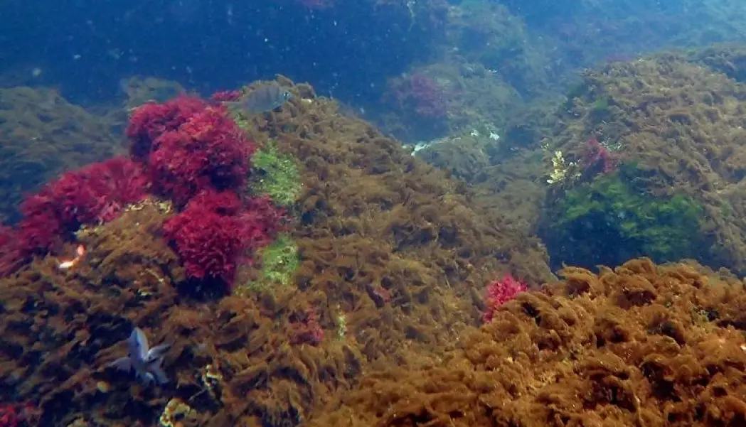 Bildet viser hvordan havbunnen kan bli seende ut i tropiske områder hvis det ikke blir slutt på havforsurningen. – Her er det ingen koraller. Havbunnen er dekket av enkle algetyper, det ser ut som tang, men det er det ikke, sier Jason Hall-Spencer til Forskning.no. (Foto: Jason Hall-Spencer).