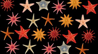 Disse sjøstjernene har du kanskje aldri sett før