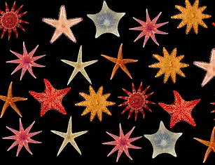 Disse sjøstjernene har du kanskje aldri sett før