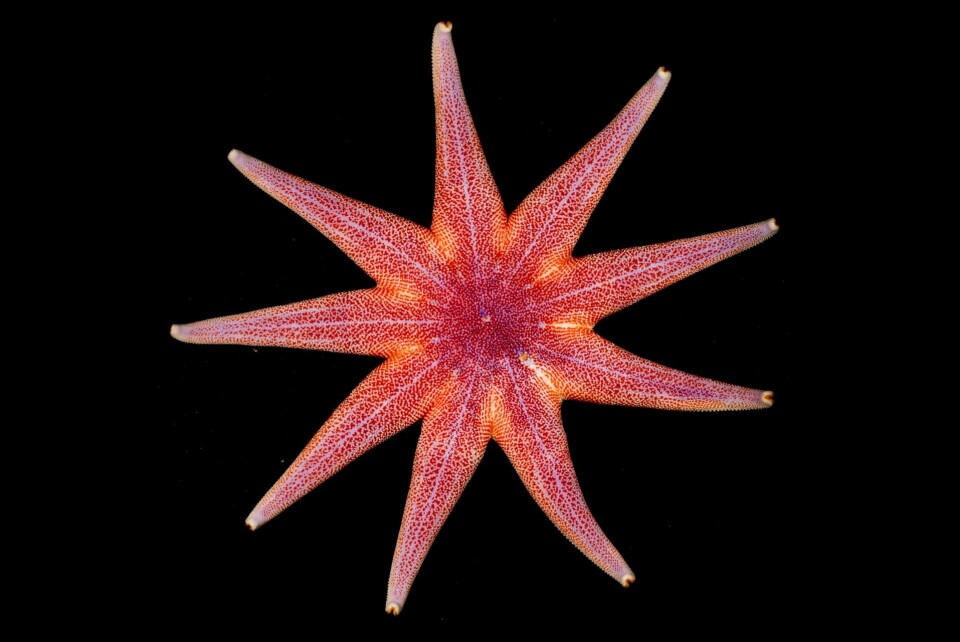 Glattsolstjerne (Solaster endeca) (Foto: Espen Rekdal, CC BY 4.0)