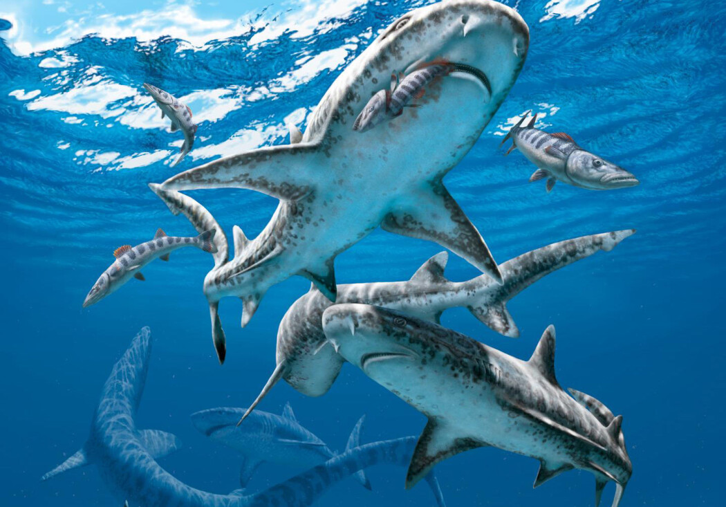 Slik kan livet i havet ha sett ut rett før katastrofen inntraff. (Illustrasjon: Julius Csotonyi) Slik kan livet i havet ha sett ut rett før katastrofen inntraff. (Illustrasjon: Julius Csotonyi)