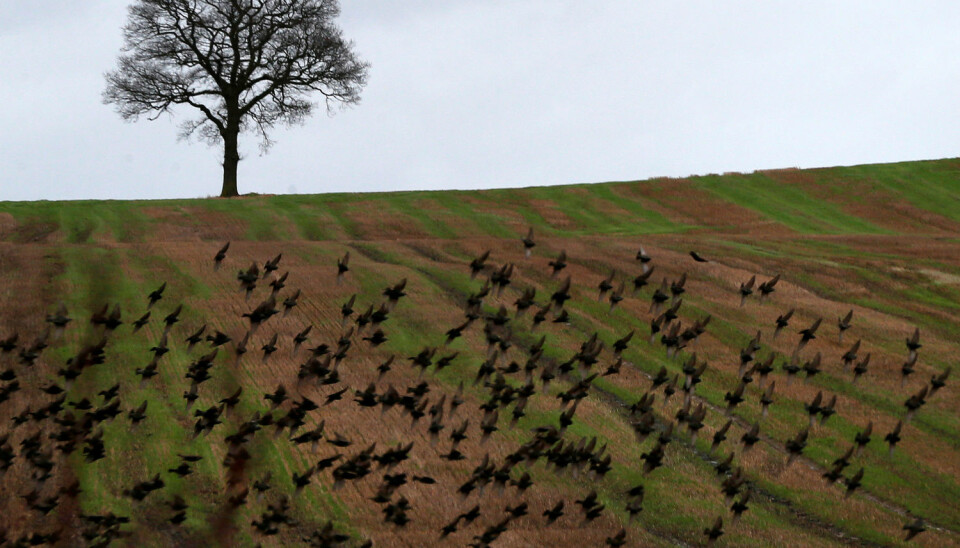 Fuglene i kulturlandskapet i England har blitt færre de siste tiårene, blant annet som følge av intensivt jordbruk. Men bøndene kan hjelpe dem tilbake. (Foto: Darren Staples/Reuters/NTB scanpix)