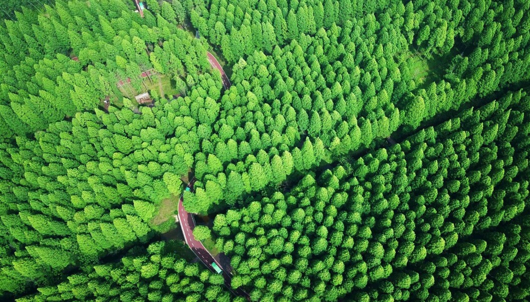 En menneskeskapt nasjonalpark i Kina, som kalles Yellow Sea National Forest Park. (Bilde: AFP PHOTO / - / China OUT/NTB Scanpix) En menneskeskapt nasjonalpark i Kina, som kalles Yellow Sea National Forest Park. (Bilde: AFP PHOTO / - / China OUT/NTB Scanpix)