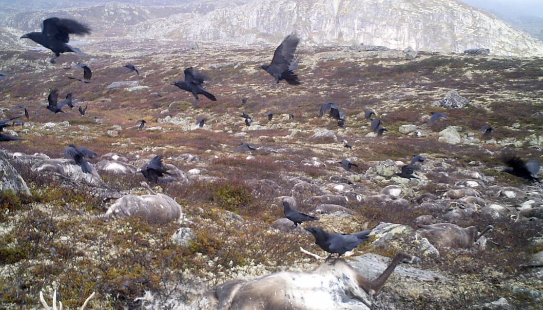 Ved første blikk ser de ut som steiner i landskapet. Men se nærmere etter. Kadavere etter hundrevis av reinsdyr ligger strødd. Bildet ble tatt av en fotofelle satt opp av Statens Naturoppsyn. Ved første blikk ser de ut som steiner i landskapet. Men se nærmere etter. Kadavere etter hundrevis av reinsdyr ligger strødd. Bildet ble tatt av en fotofelle satt opp av Statens Naturoppsyn.