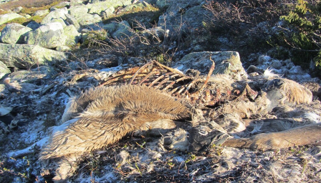 Vegetasjonen rundt kadaveret dør, både fordi bakken blir for næringsrik og fordi åtseletere roter opp bakken. (Foto: Sam Steyaert) Vegetasjonen rundt kadaveret dør, både fordi bakken blir for næringsrik og fordi åtseletere roter opp bakken. (Foto: Sam Steyaert)