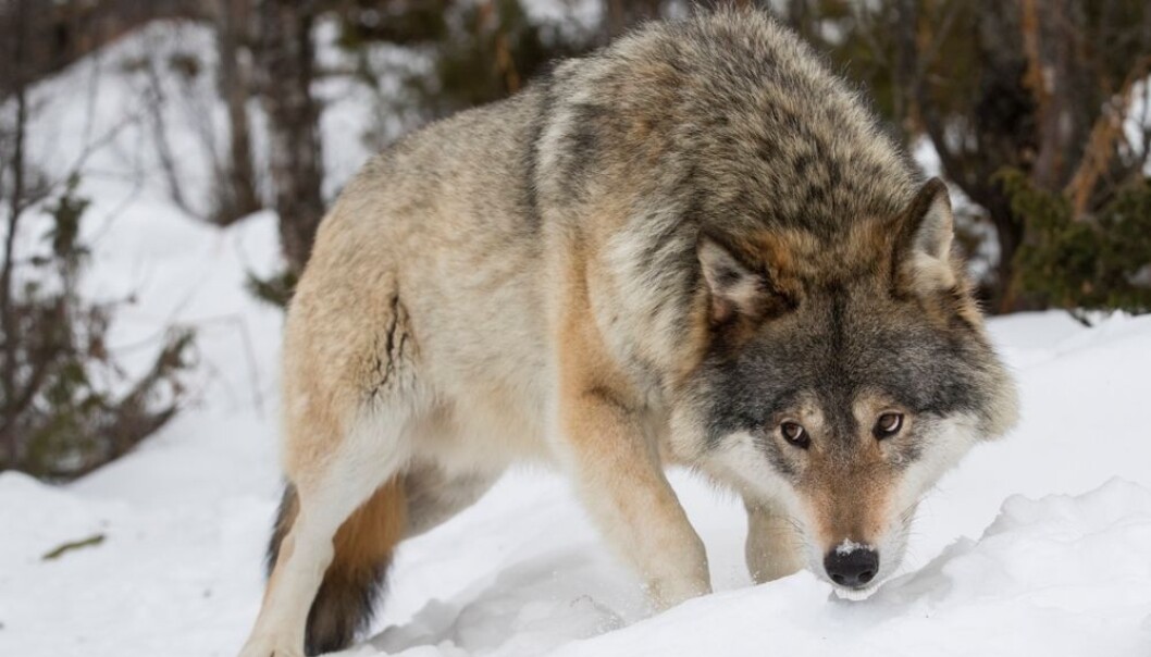 Ulven bryr seg ikke om den er i Norge eller Sverige. Men de som skal forvalte den har helt ulik politikk og næringsinteressen ei de to landene er også svært forskjellig. Det skaper problemer. (Foto: Heiko Junge / NTB scanpix) Ulven bryr seg ikke om den er i Norge eller Sverige. Men de som skal forvalte den har helt ulik politikk og næringsinteressen ei de to landene er også svært forskjellig. Det skaper problemer. (Foto: Heiko Junge / NTB scanpix)