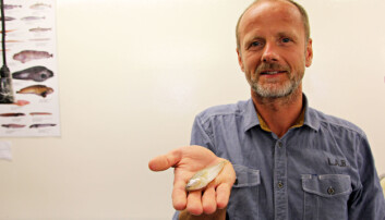 Rupert Wienerroither viser fisken som skal legges på sprit og lagres hos Universitetsmuseet i Bergen. (Foto: Anders Jakobsen) Rupert Wienerroither viser fisken som skal legges på sprit og lagres hos Universitetsmuseet i Bergen. (Foto: Anders Jakobsen)