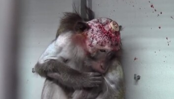Videomaterialet viser aper som har fått operert inn implantater i hjernen. (Foto: Cruelty Free International) Videomaterialet viser aper som har fått operert inn implantater i hjernen. (Foto: Cruelty Free International)