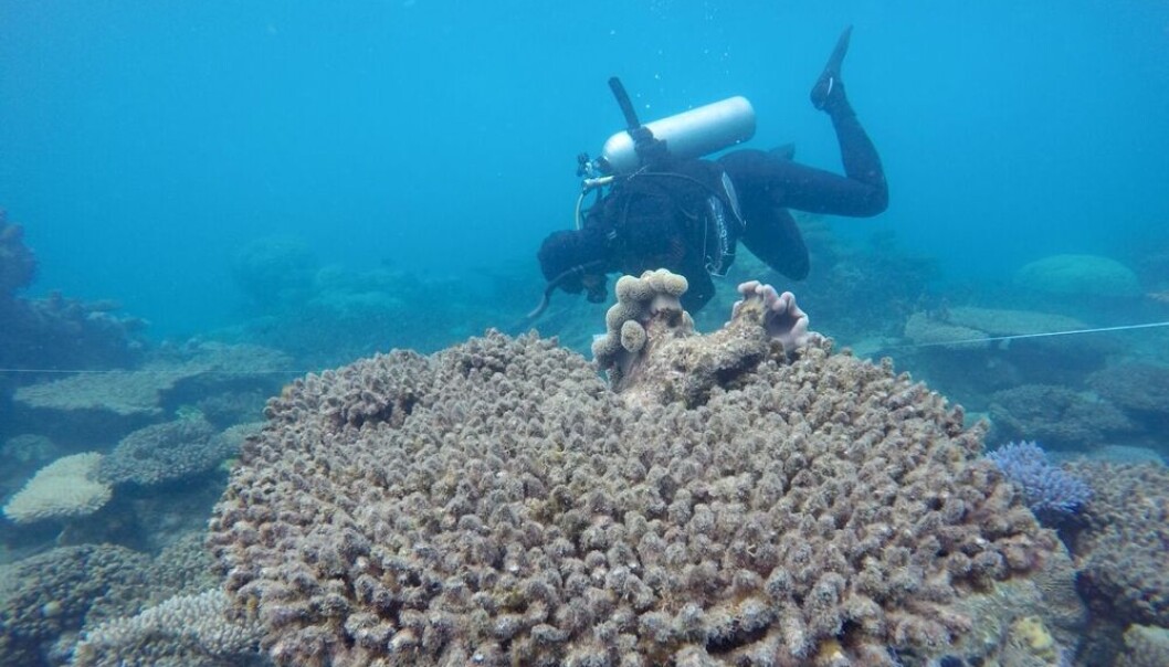 En forsker studerer døde koraller i den nordlige delen av Great Barrier Reef, Australia. (Foto: Andreas Diezel) En forsker studerer døde koraller i den nordlige delen av Great Barrier Reef, Australia. (Foto: Andreas Diezel)