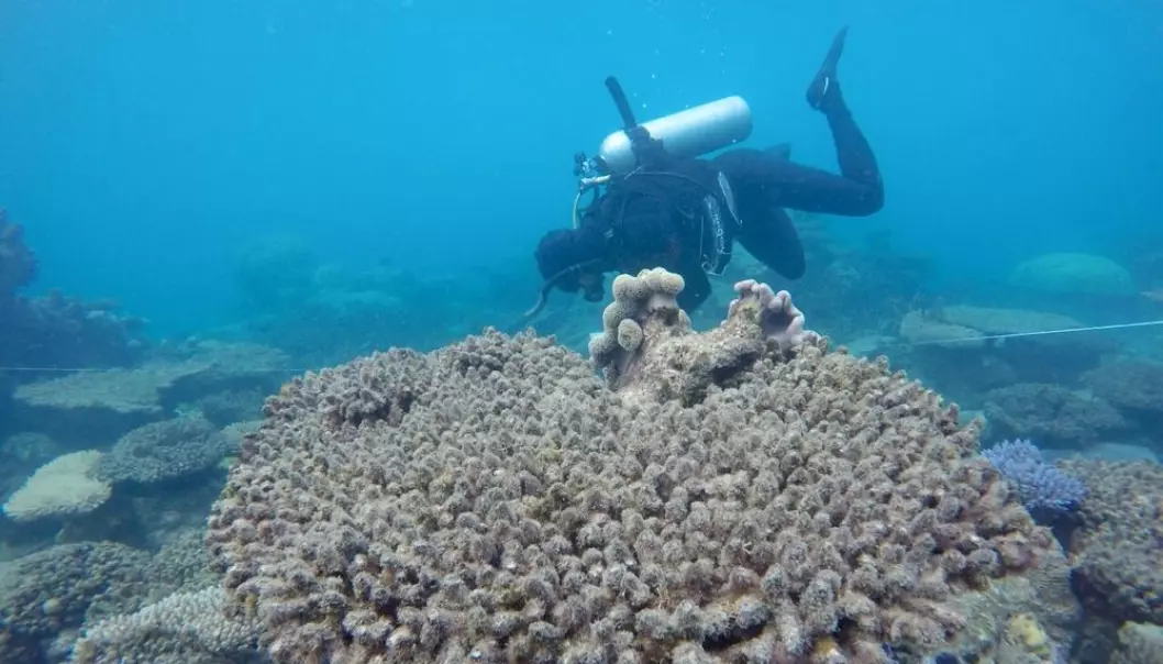 En forsker studerer døde koraller i den nordlige delen av Great Barrier Reef, Australia. (Foto: Andreas Diezel)