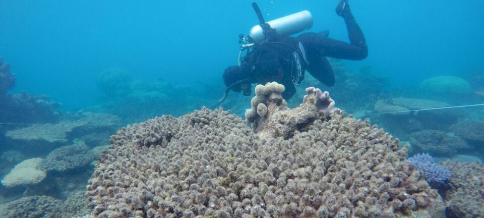 En forsker studerer døde koraller i den nordlige delen av Great Barrier Reef, Australia. (Foto: Andreas Diezel)