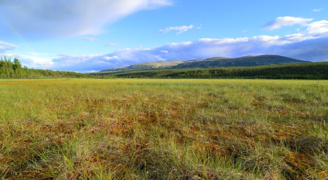 Myrområde i Atna, Stor-Elvdal, i Hedmark. Det viser seg at det er nær ni prosent myr i Noreg. Det er vel tre prosentpoeng meir enn tidlegare data har vist. (Foto: Anders Bryn) Myrområde i Atna, Stor-Elvdal, i Hedmark. Det viser seg at det er nær ni prosent myr i Noreg. Det er vel tre prosentpoeng meir enn tidlegare data har vist. (Foto: Anders Bryn)