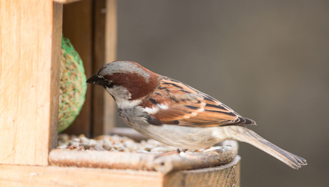 Mange av oss mater småfuglene om vinteren, men hva slags mat foretrekker fuglene? (Illustrasjonsfoto: Shutterstock / NTB Scanpix) Mange av oss mater småfuglene om vinteren, men hva slags mat foretrekker fuglene? (Illustrasjonsfoto: Shutterstock / NTB Scanpix)