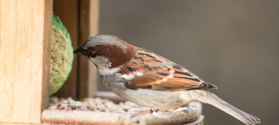 Mange av oss mater småfuglene om vinteren, men hva slags mat foretrekker fuglene? (Illustrasjonsfoto: Shutterstock / NTB Scanpix)