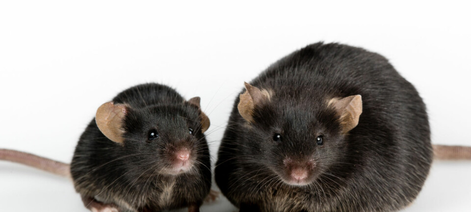 Forskere har funnet et hittil ukjent system for regulering av kroppsfett hos mus og rotter. Dyra bruker tyngdekrafta til å holde vekta.  (Illustrasjonsfoto:  Janson George / Shutterstock / NTB scanpix)
