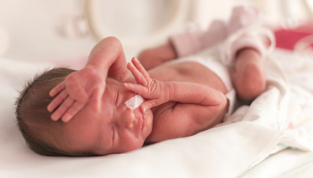 Råmelk fra kuer skal hjelpe for tidlig fødte barn