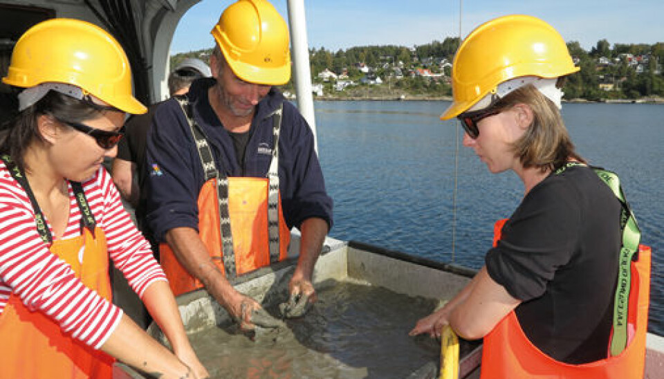 Forskerne Zhanna Tairova, Ketil Hylland og Agathe Bour håndrenser store mengder sedimenter fra fjordbunnen utenfor Drøbak. (Foto: Bjarne Røsjø, Titan)