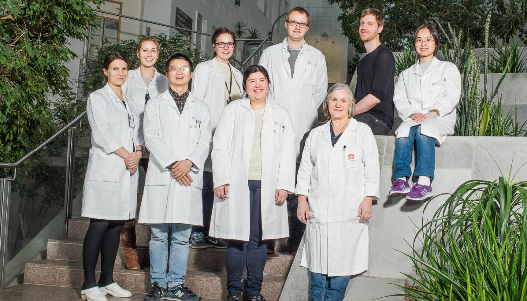 Forskergruppen ved UiO som forsker på leversykdommen, håper å finne en behandling som gjør at pasientene unngår transplantasjon. (Foto: Øystein H. Hormo/UiO)