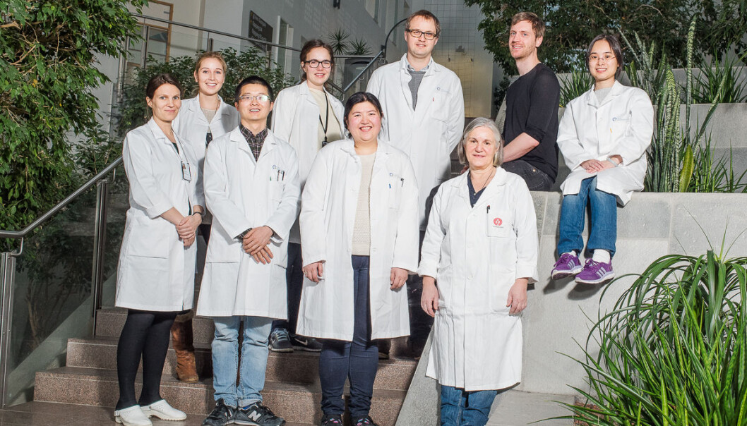 Forskergruppen ved UiO som forsker på leversykdommen, håper å finne en behandling som gjør at pasientene unngår transplantasjon. (Foto: Øystein H. Hormo/UiO) Forskergruppen ved UiO som forsker på leversykdommen, håper å finne en behandling som gjør at pasientene unngår transplantasjon. (Foto: Øystein H. Hormo/UiO)