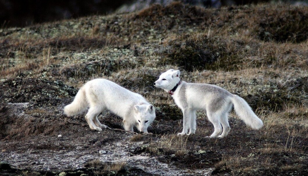 I 2007 ble det satt ut fjellrevvalper på Dovrefjell. Også disse hadde blitt avlet fram på stasjonen på Sæterfjellet i Oppdal. Nå skal det settes ut 29 valper fra samme avlsstasjon, denne gang på Varangerhalvøya i Finnmark. Bildet ble tatt på Dovrefjell i 2007. (Foto: Gorm Kallestad, NTB scanpix) I 2007 ble det satt ut fjellrevvalper på Dovrefjell. Også disse hadde blitt avlet fram på stasjonen på Sæterfjellet i Oppdal. Nå skal det settes ut 29 valper fra samme avlsstasjon, denne gang på Varangerhalvøya i Finnmark. Bildet ble tatt på Dovrefjell i 2007. (Foto: Gorm Kallestad, NTB scanpix)