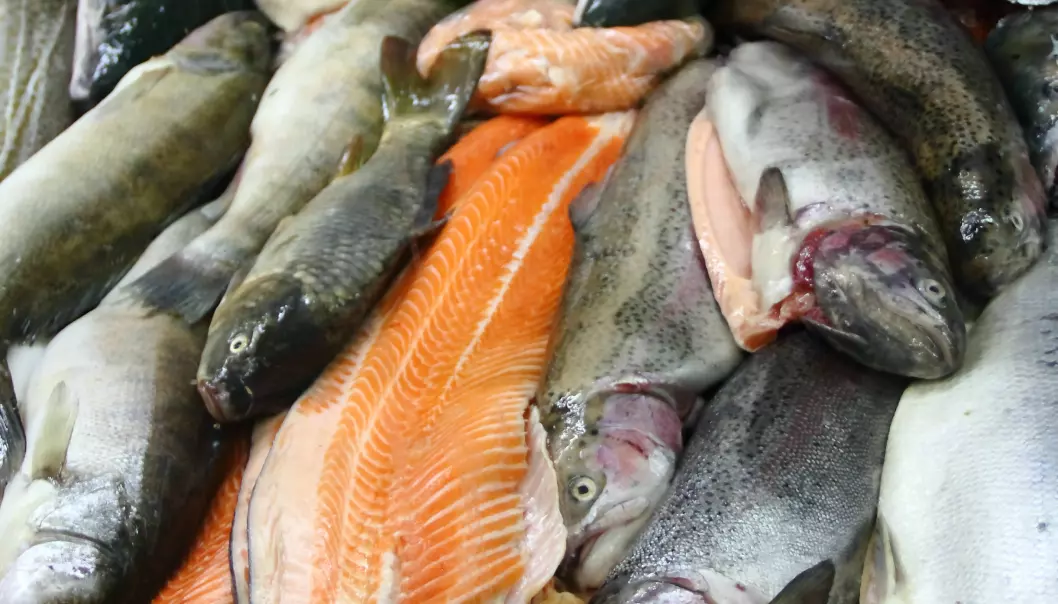 Mellom 30 til 50 millioner laks dør årlig i norske oppdrettsanlegg. Denne fisken kan brukes i biogassproduksjon, mener forsker. (Illustrasjonsfoto: Colourbox)
