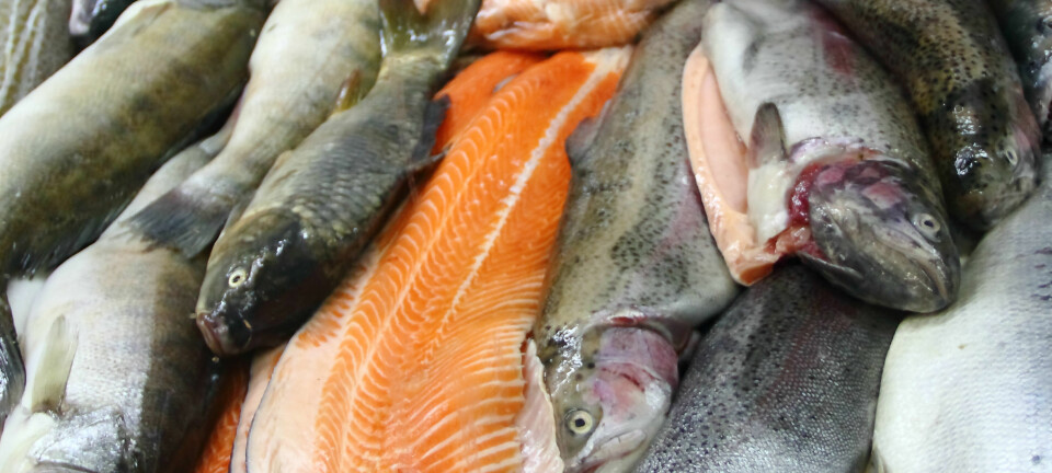 Mellom 30 til 50 millioner laks dør årlig i norske oppdrettsanlegg. Denne fisken kan brukes i biogassproduksjon, mener forsker. (Illustrasjonsfoto: Colourbox)