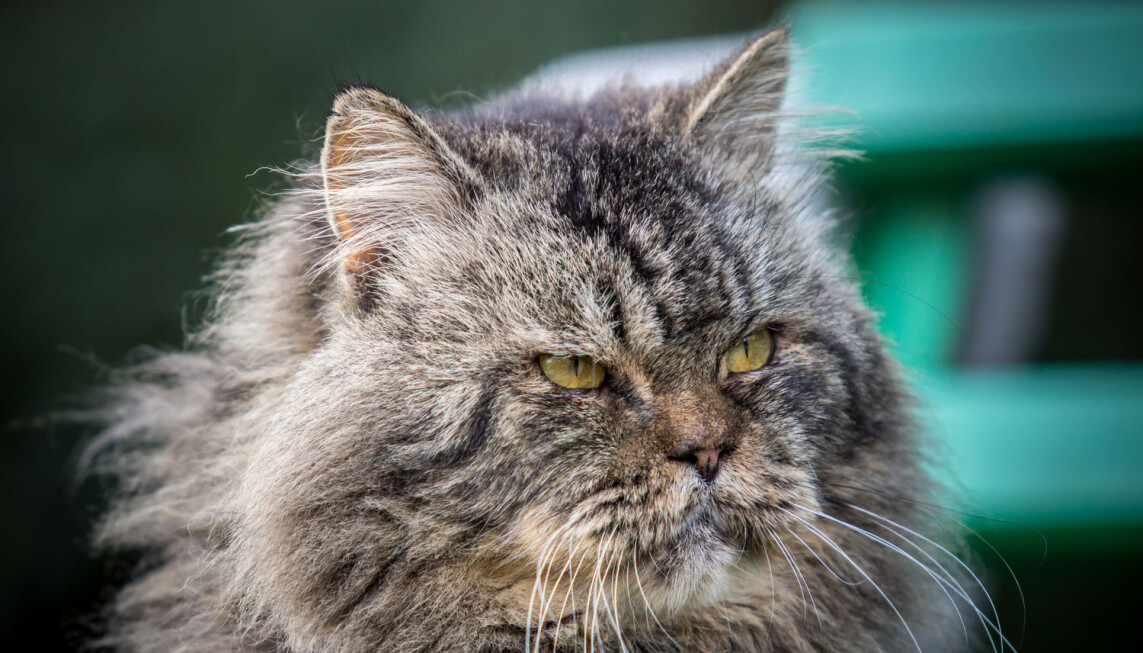 Når katten din blir gammel får den gjerne mer behov for menneskelig kontakt. Derfor bør du gi den litt ekstra kos og oppmerksomhet, mener katteekspert. (Credit: D.Bond/Shutterstock/NTB scanpix) Når katten din blir gammel får den gjerne mer behov for menneskelig kontakt. Derfor bør du gi den litt ekstra kos og oppmerksomhet, mener katteekspert. (Credit: D.Bond/Shutterstock/NTB scanpix)